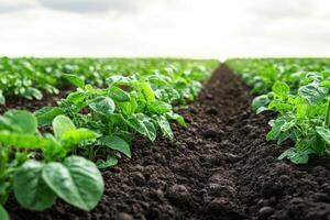 Lush green potato plants growing in fertile soil under a bright sky photo