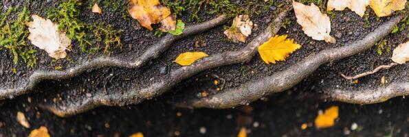 Fallen autumn leaves on forest floor with moss and tree roots in a natural setting photo