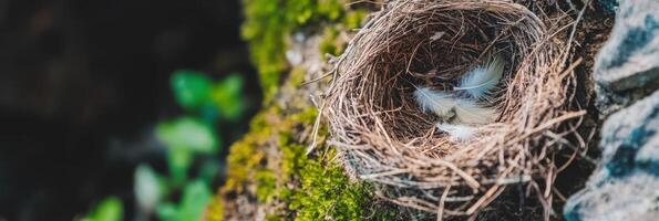 Empty bird nest with feathers on mossy rock in forest habitat photo