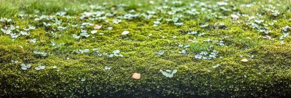 Close-up view of lush green moss and small leaves in natural habitat photo