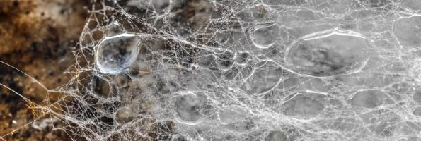 Dew drops on delicate spider web in natural environment with soft focus photo