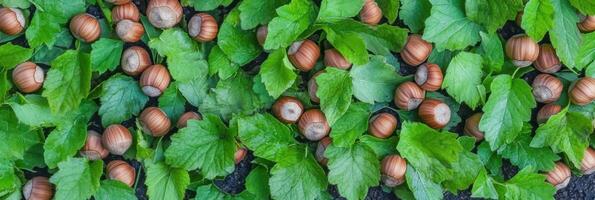 Fresh hazelnuts scattered among vibrant green leaves in a natural arrangement photo