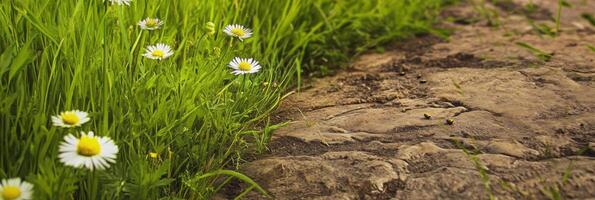 Spring meadow pathway with daisies and fresh green grass reflecting nature's beauty photo