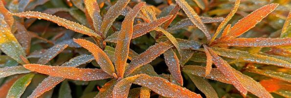 Close-up of dew-covered orange leaves highlighting nature's intricate beauty photo