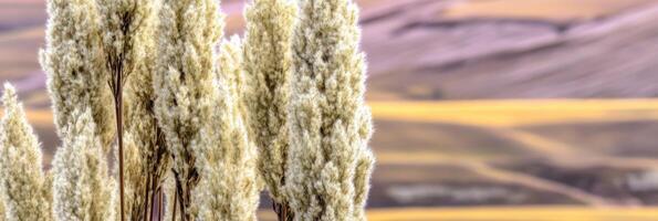 Close-up of tall pampas grass with blurred rolling hills in the background photo