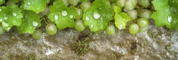 Close-up of fresh green grapes and leaves with dew drops on vineyard photo