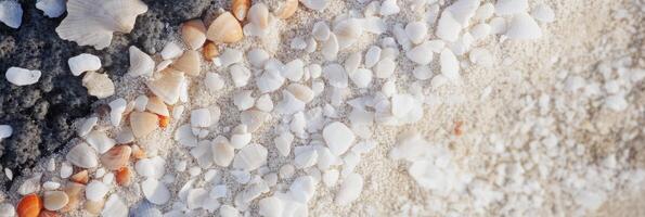 Close-up of seashells and sand patterns on a coastal beach shoreline photo