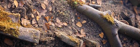 Fallen leaves and moss-covered tree roots on forest floor background photo