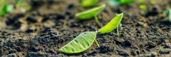 Young green seedling sprouting in fertile soil, growth and development concept photo