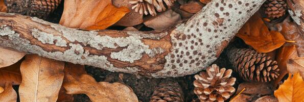 Autumn foliage with lichen-covered tree bark and pine cones on forest floor photo