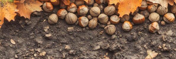 Autumn acorns and leaves resting on soil, symbolizing fall harvest mood photo