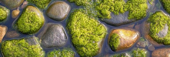Moss-covered rocks in shallow water showcasing natural texture and vibrant green hues photo