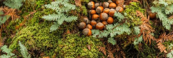 Cluster of hazelnuts on mossy forest floor with ferns and leaves photo