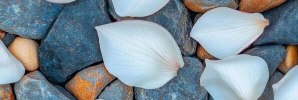 White rose petals elegantly resting on mixed color river stones surface photo