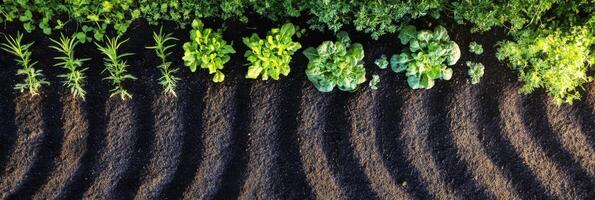 Aerial view of diverse vegetable garden with organic growth and fresh greenery photo