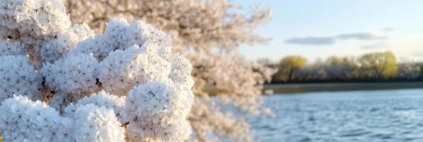 Blooming cherry blossoms by a serene lake in springtime landscape photo