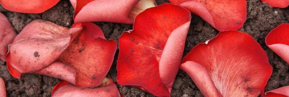 Close-up of red rose petals on earthy brown soil background photo