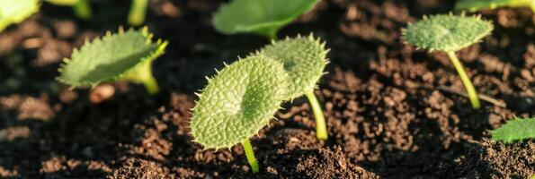 Close-up of young green seedlings emerging from fertile soil in sunlight photo