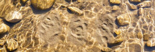 Footprints embedded in sandy riverbed surrounded by smooth stones and rippling water photo