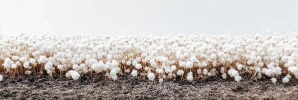 Field of white cotton flowers in bloom against a clear sky landscape photo