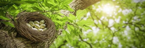 Bird nest with white eggs on tree branch in sunlit forest environment photo