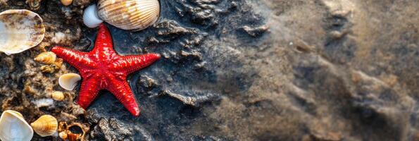Vibrant red starfish among seashells on sandy beach photo