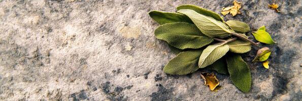 Sage herb bundle resting on textured stone surface with dried leaves accent photo