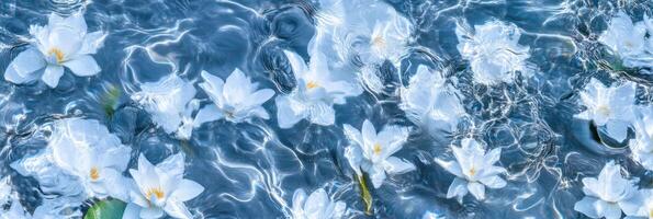 Elegant white flowers gently floating on rippling water surface photo