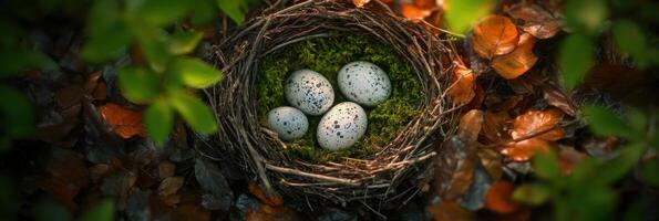 Top view of speckled bird eggs nestled in a natural nest among greenery photo