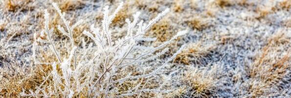 Frost-covered branches in snowy landscape capturing winter serenity photo