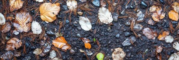 Wet autumn leaves scattered on muddy forest path with pine needles and stones photo