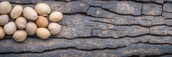 Textured tree bark with nuts arranged neatly by nature's design photo