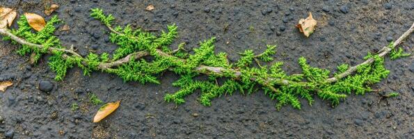 Vibrant green moss branch and fallen leaves on dark earthy surface photo