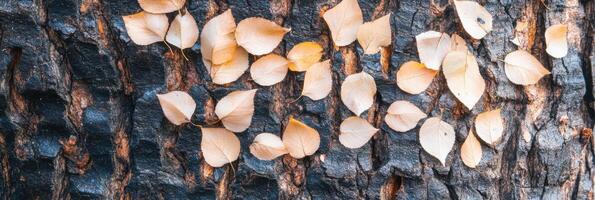 Autumn leaves pattern on tree bark capturing nature's seasonal transition photo
