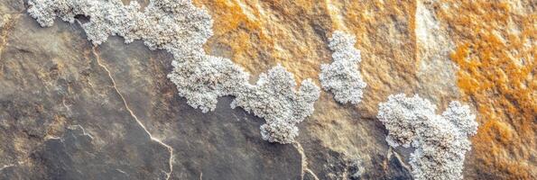 White lichen growing on weathered rock surface depicting textured natural patterns photo