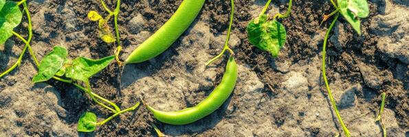 Green beans and leaves on soil surface depicting agricultural growth concept photo