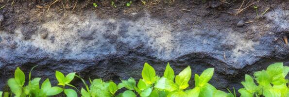 Cross-section of soil layers with emerging green plant life in springtime growth photo