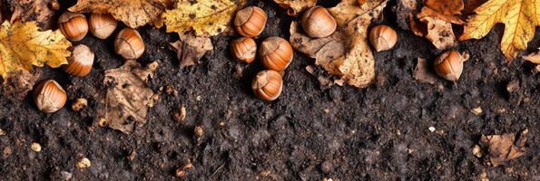 Fallen autumn leaves and acorns on forest ground capturing seasonal change photo