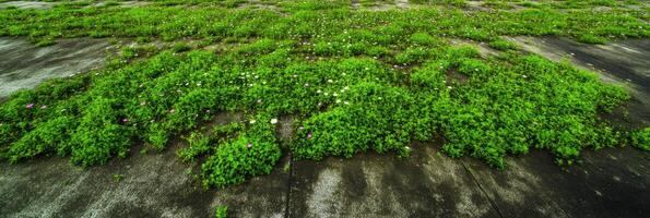 Overhead view of wild green plants growing on urban concrete surface photo