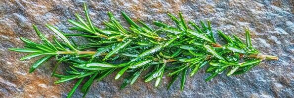 Fresh green rosemary sprig on rustic stone background captured in vibrant detail photo