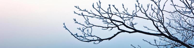 Frosted tree branches against winter sky depicting nature's serenity and seasonal beauty photo