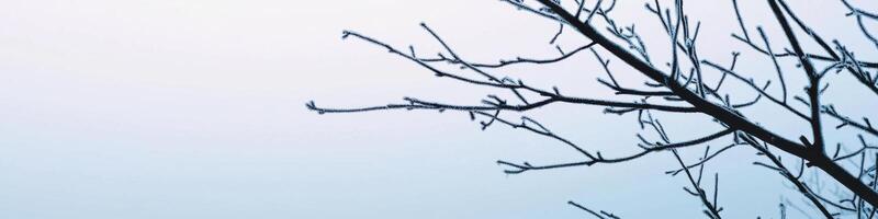Tree branches against a light sky in winter season nature photography photo