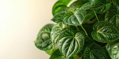 Close-up of lush green philodendron leaves with heart-shaped patterns photo