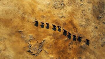 Aerial view of camels walking in a desert creating shadows on sand photo