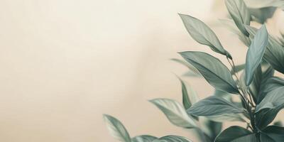 Close-up of lush green leaves with soft background for nature concept photo