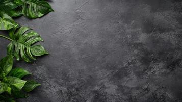 Tropical leaves on textured concrete background for natural design theme photo