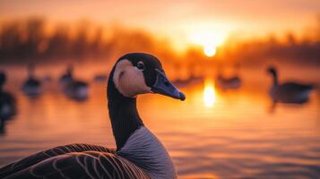 Serene sunset with geese on lake at golden hour reflecting peaceful nature photo