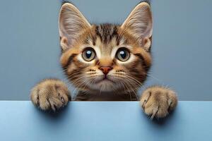 Adorable Kitten Portrait for Pet-Themed Designs and Posters photo