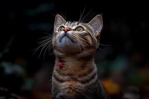 Curious Tabby Cat Gazing Upward in a Dark, Mystical Forest Setting photo
