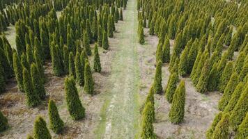 Aerial view Growing conifers on a large scale. Coniferous trees and thuja to create landscaping. Industrial cultivation of coniferous trees. video